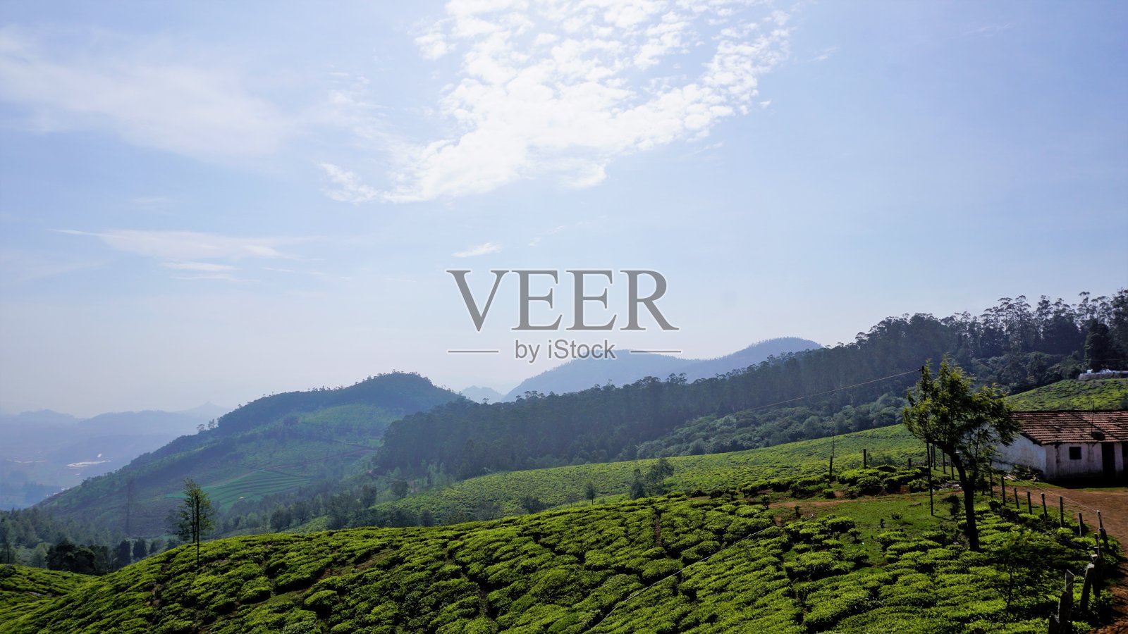 来自乌蒂的美丽茶园或茶园。郁郁葱葱的绿色植物Nilgiri景观照片照片摄影图片