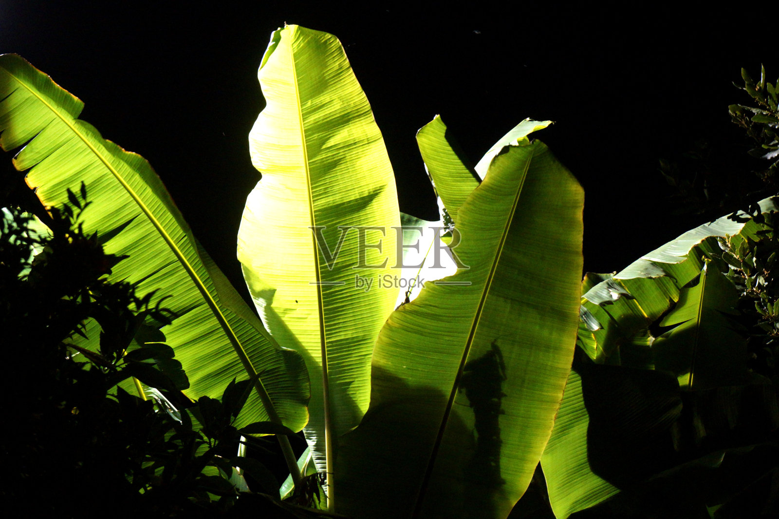 香蕉植物照片摄影图片