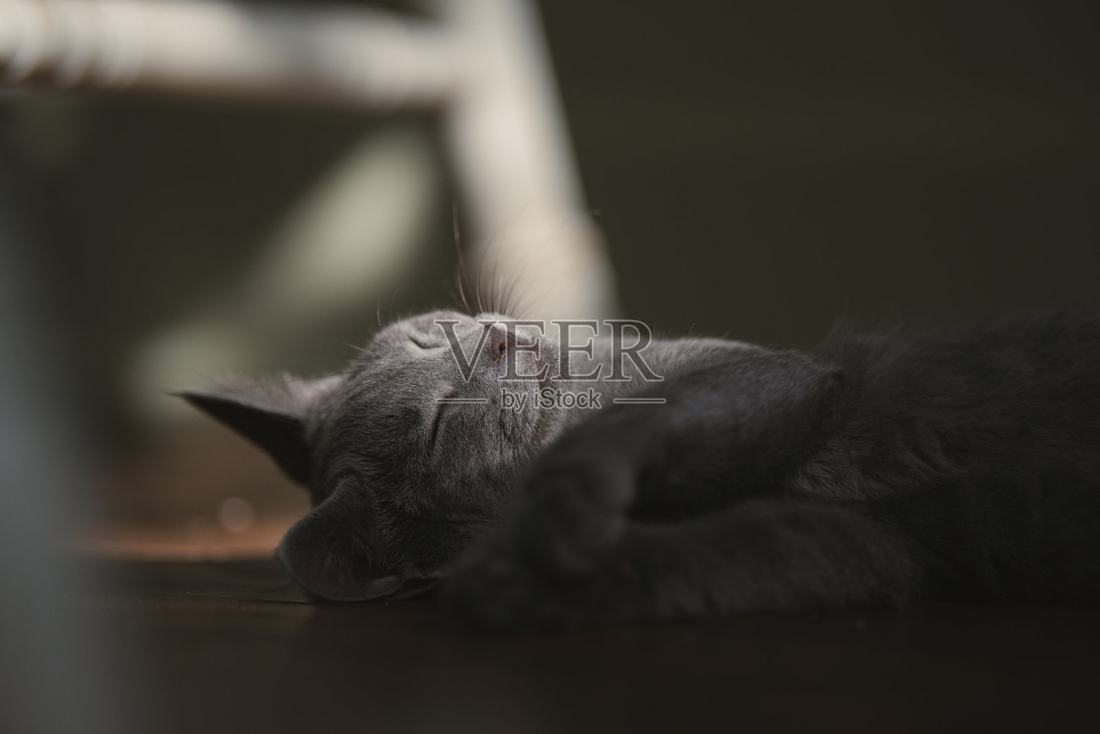 灰银小猫在一个安静的早晨睡觉照片摄影图片