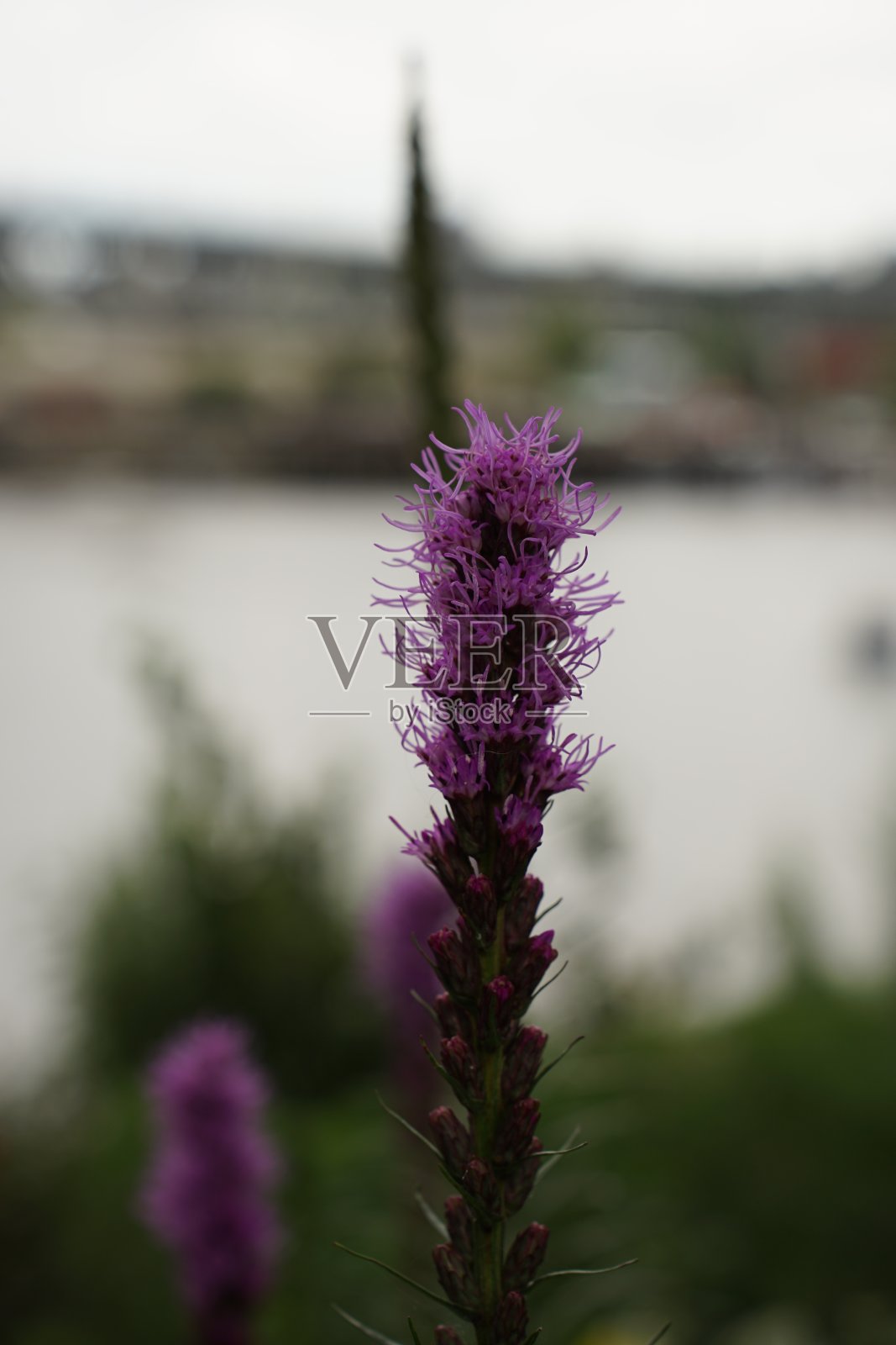 夏花调查2022照片摄影图片