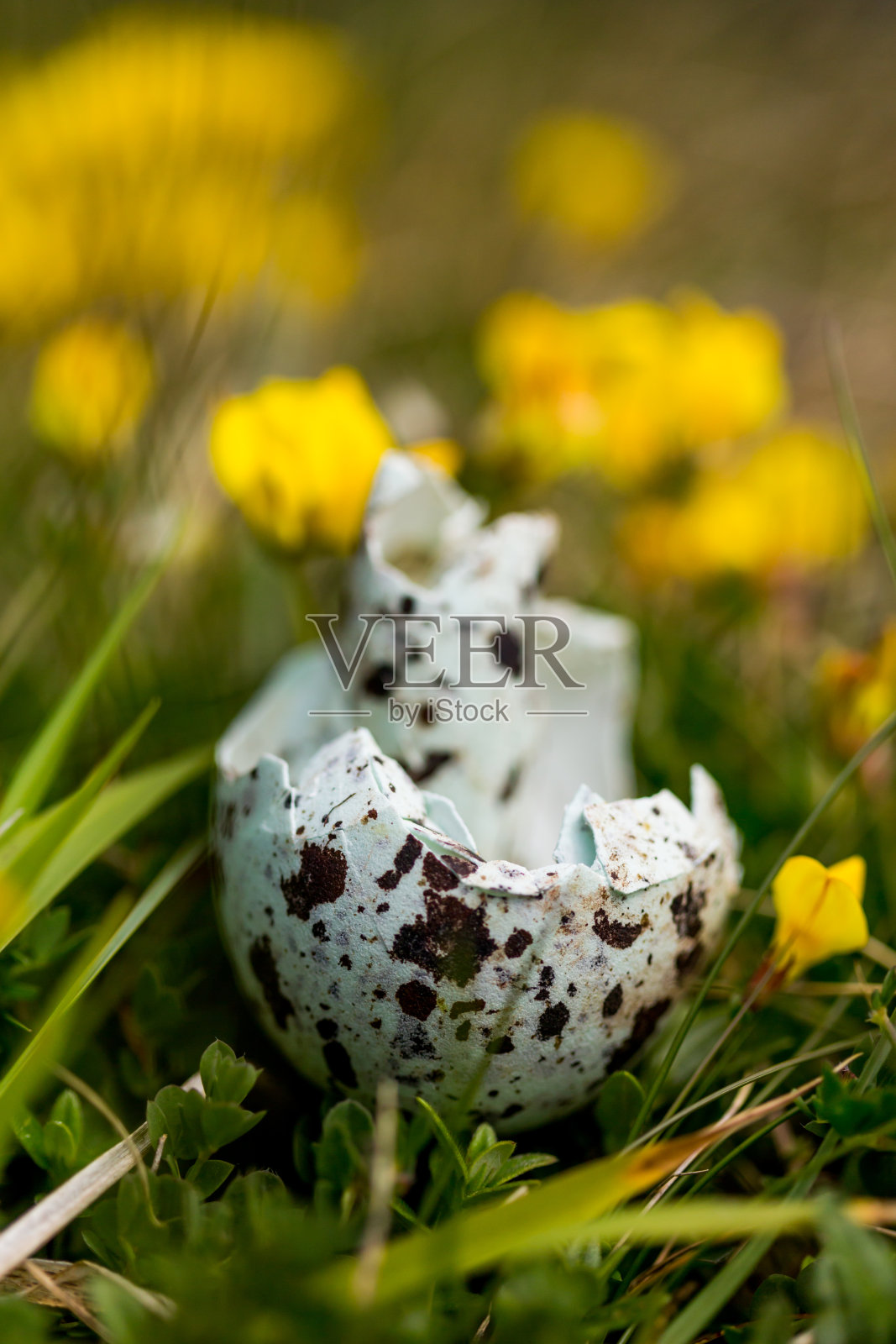 初夏时节，在苏格兰贝里克郡海岸的海崖边发现了海鸟蛋壳残骸，上面开着黄色的野花。照片摄影图片