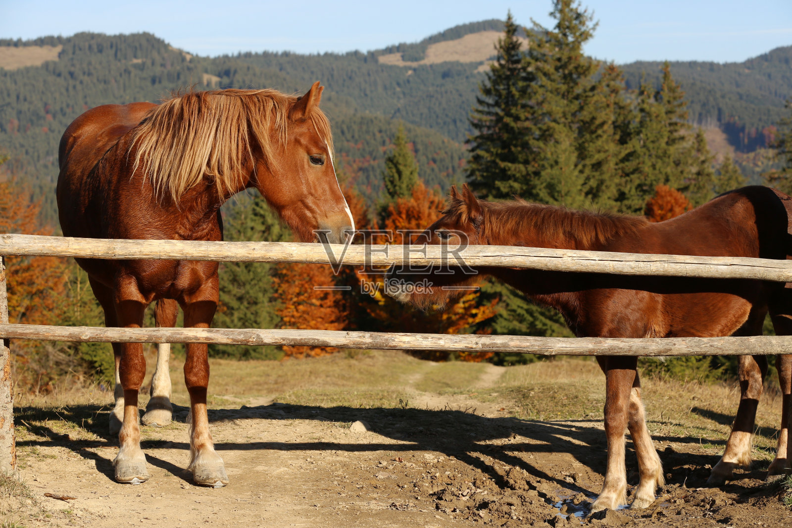 阳光明媚的日子里，马匹在山中的木围场围栏附近照片摄影图片