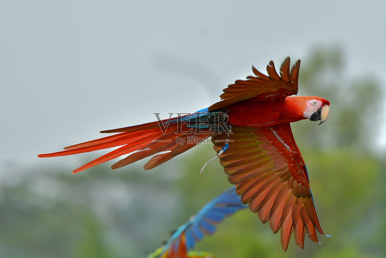 飞行中的金刚鹦鹉照片摄影图片
