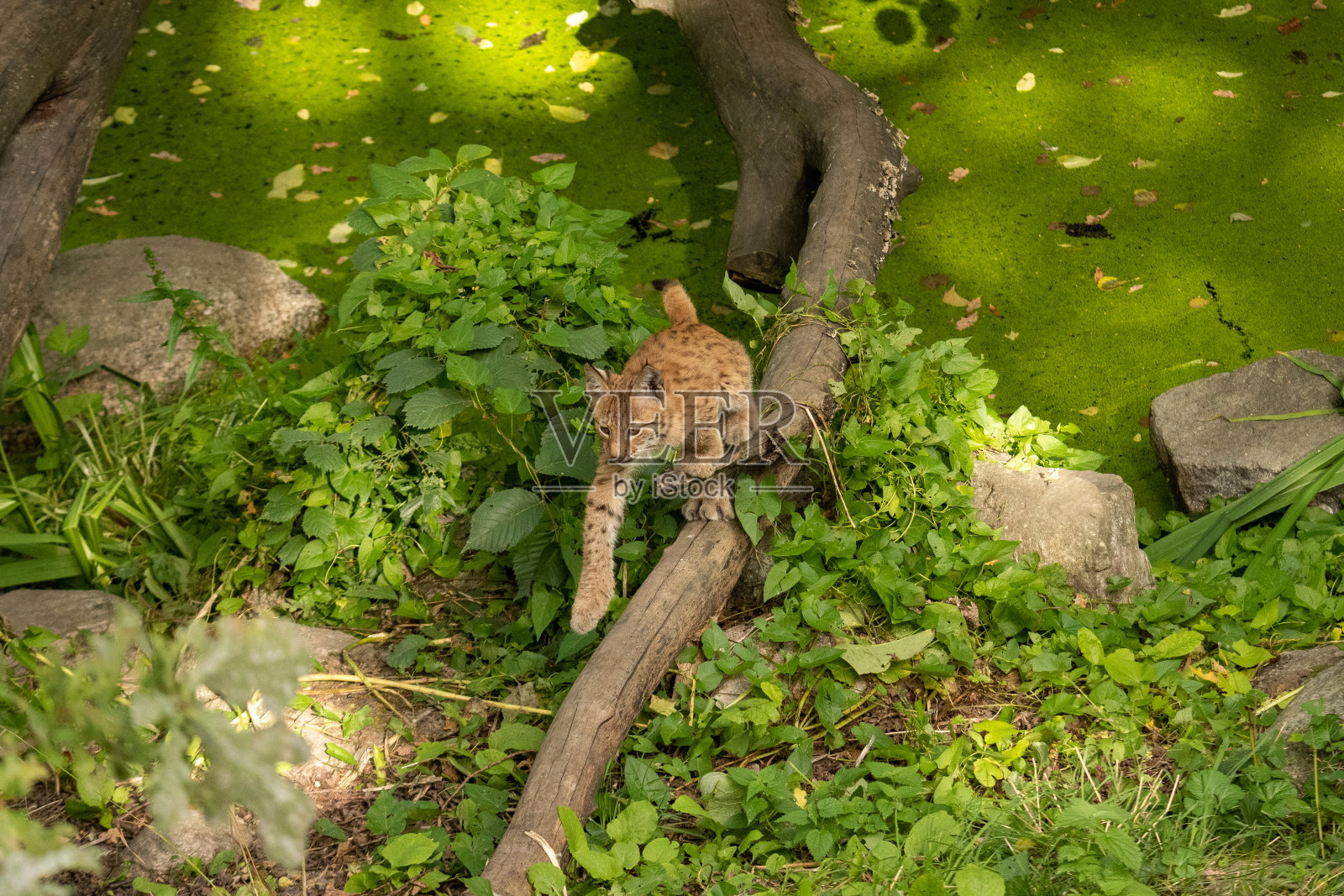 动物园里的猞猁幼崽照片摄影图片