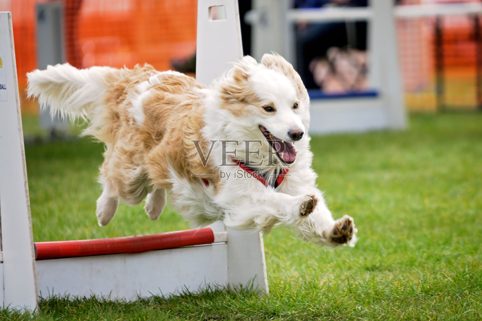 飞球-狗的敏捷照片摄影图片