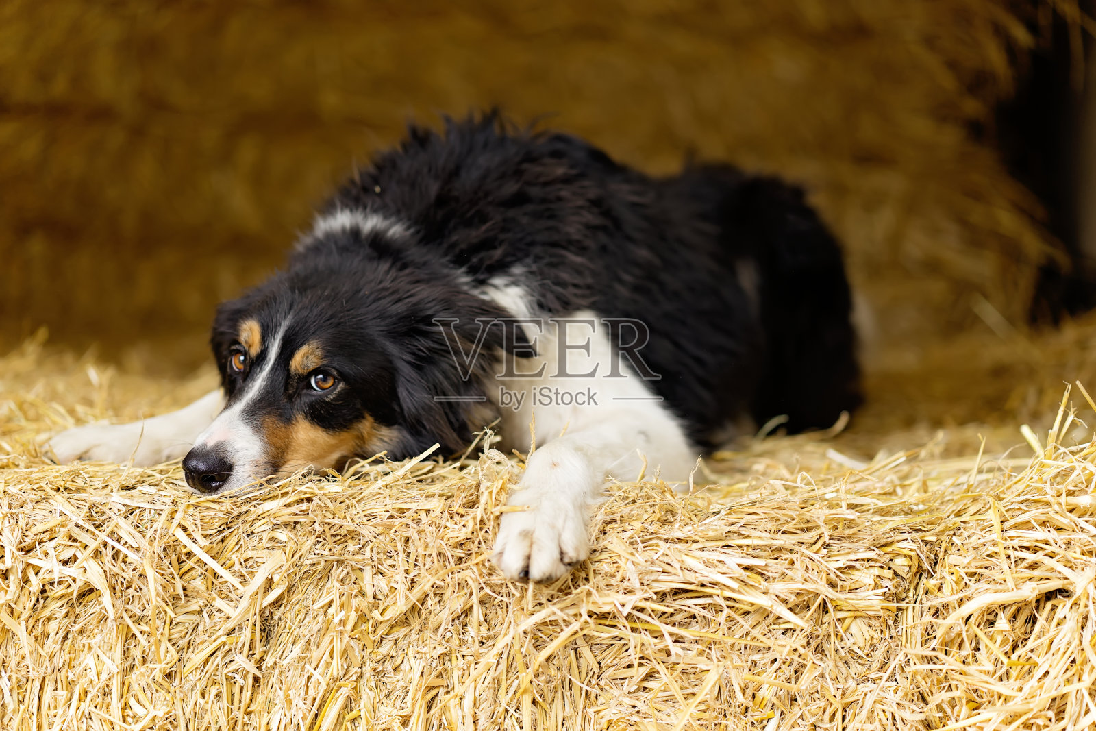 稻草捆上的牧羊犬肖像照片摄影图片