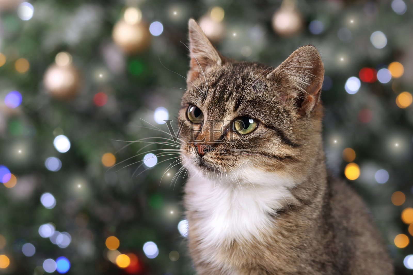 圣诞树背景上的小猫，猫咪特写，圣诞快乐，新年快乐，绿眼睛的猫，贺卡，小猫对着镜头摆姿势照片摄影图片