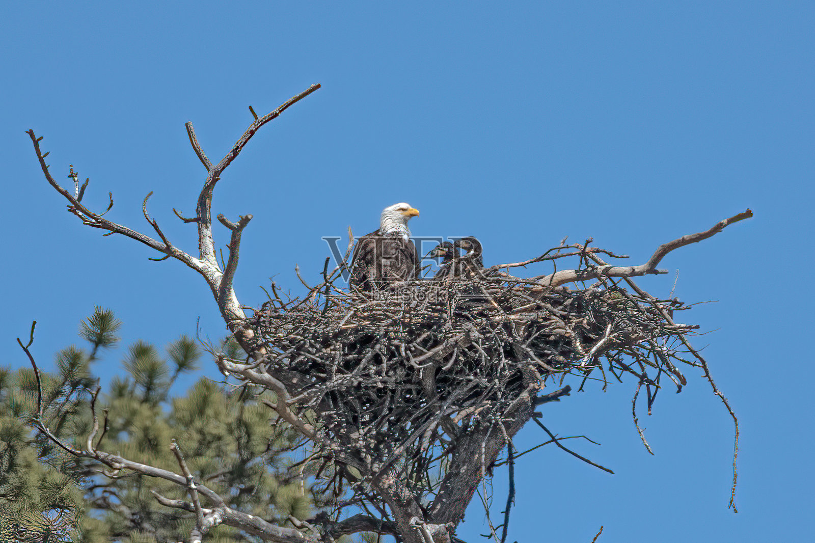 白头鹰和两只小鹰在高高的巢中，免受捕食者的伤害照片摄影图片