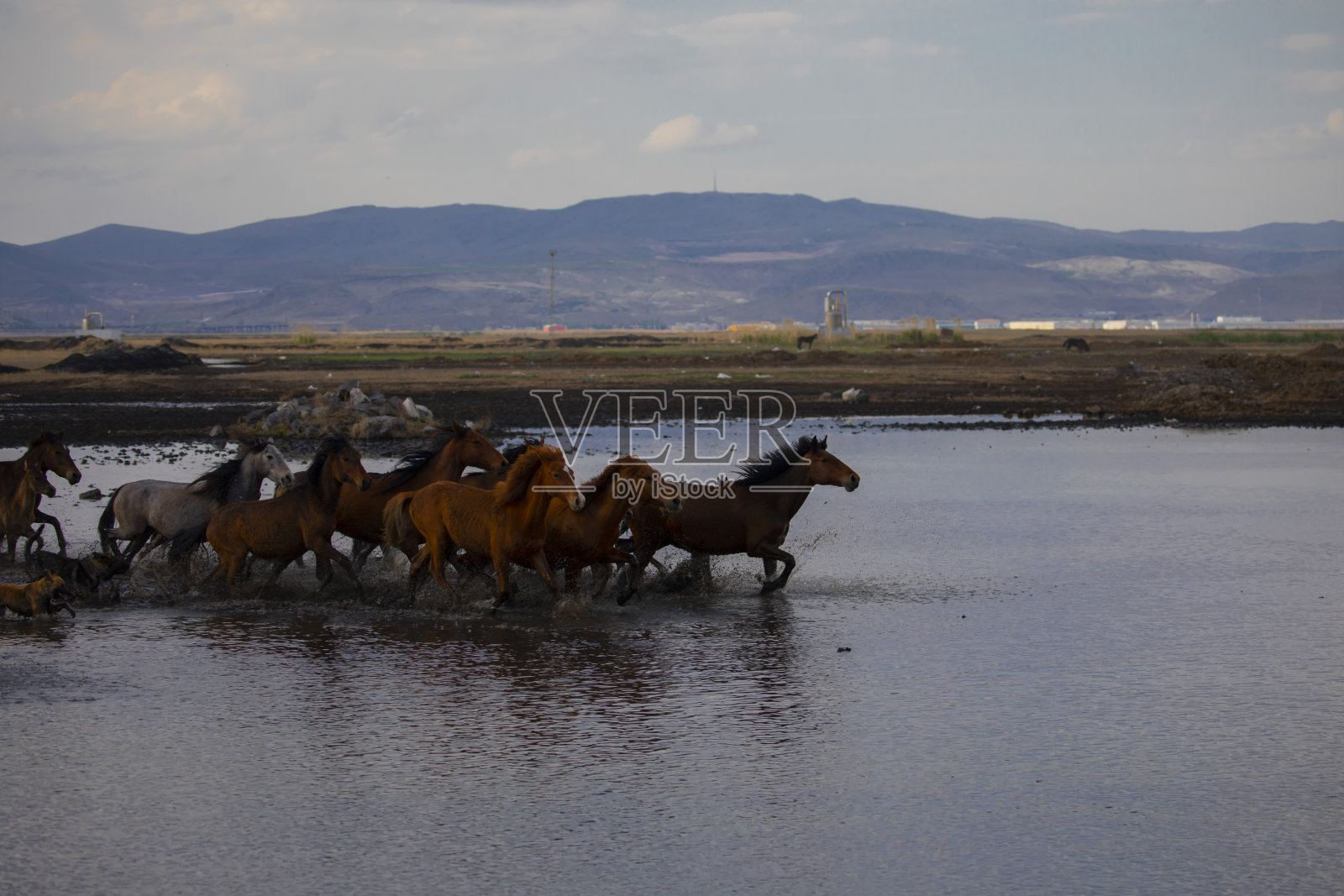 野马在雾蒙蒙的日落中奔跑。在土耳其卡帕多西亚和凯塞里之间的霍尔梅茨村附近照片摄影图片