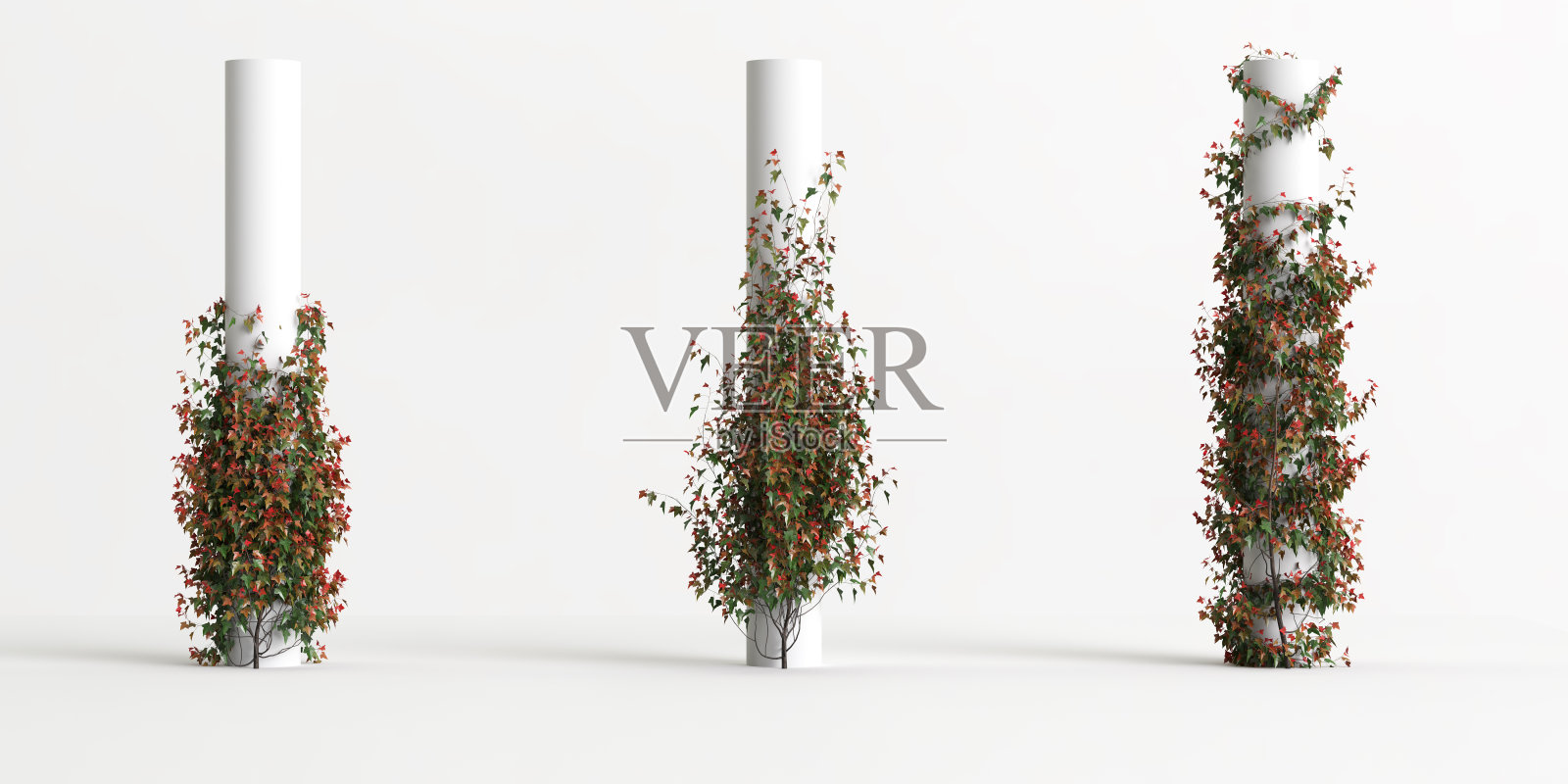 3d插图爬山虎植物孤立在白色背景照片摄影图片