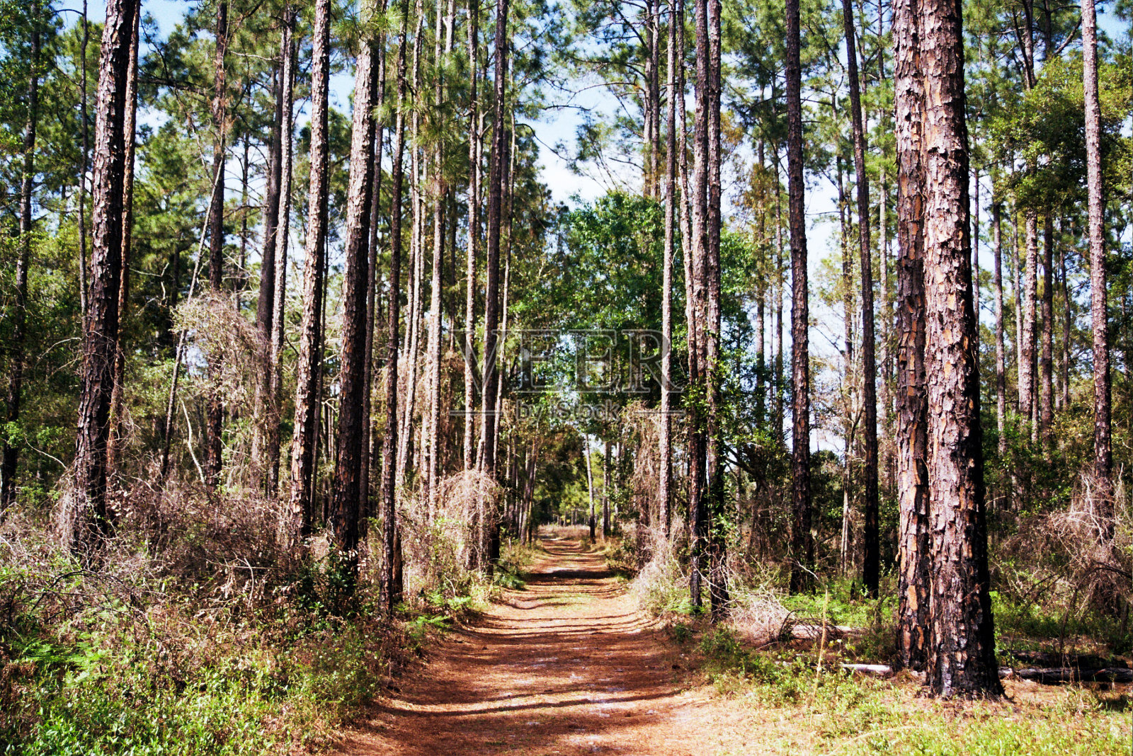 森林的观点照片摄影图片
