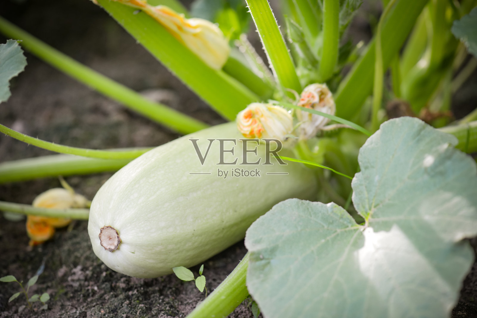 花园里的西葫芦照片摄影图片