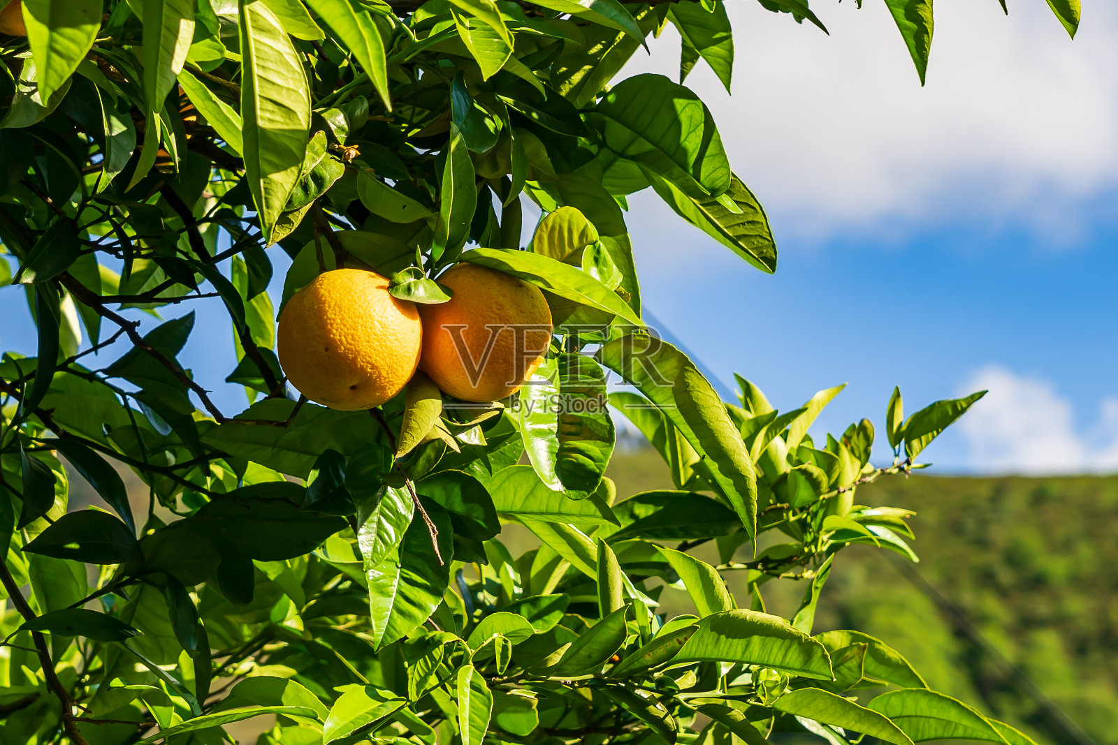成熟的橘子挂在树上。照片摄影图片