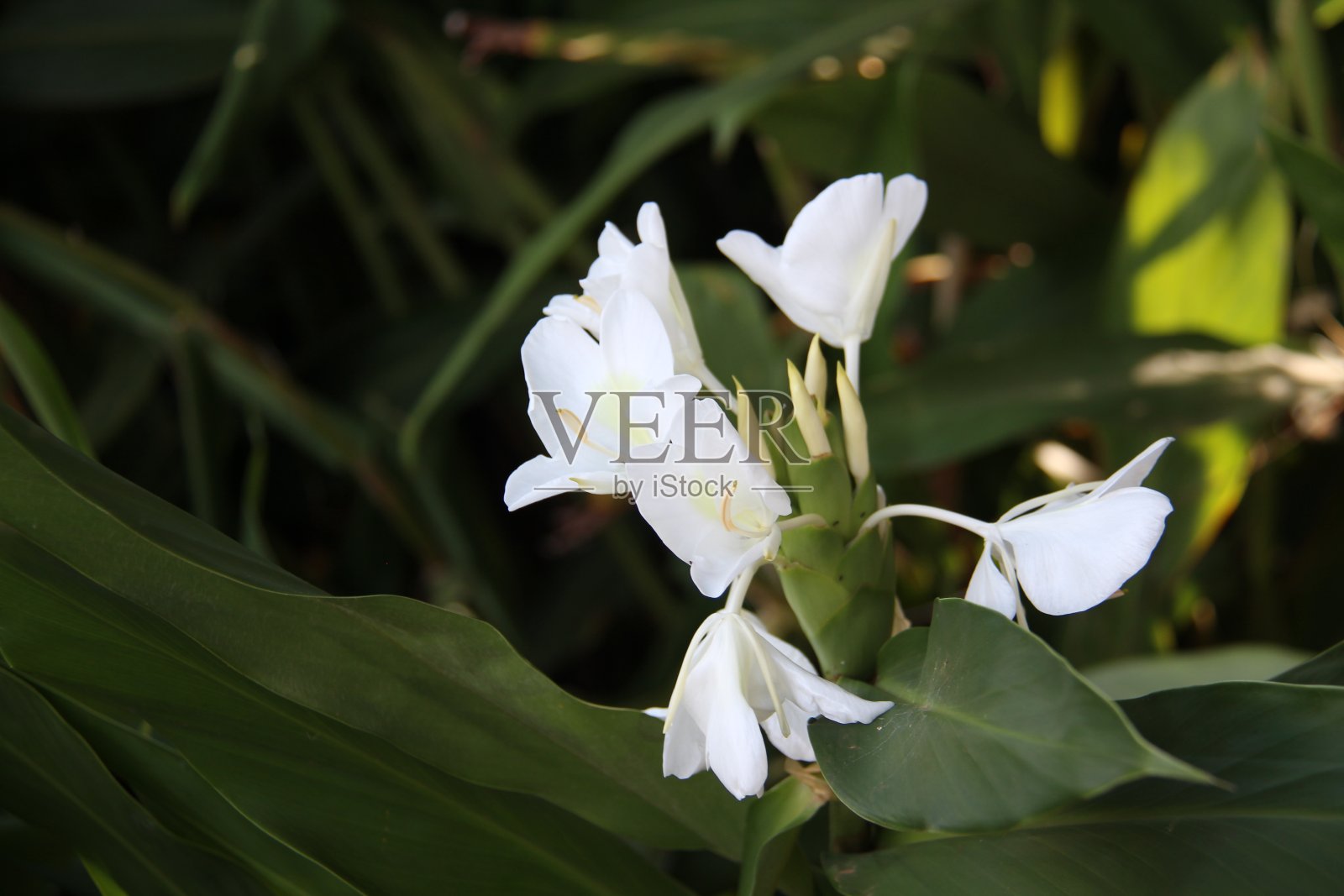 热带植物的白色花朵，深绿色，自然背景。照片摄影图片