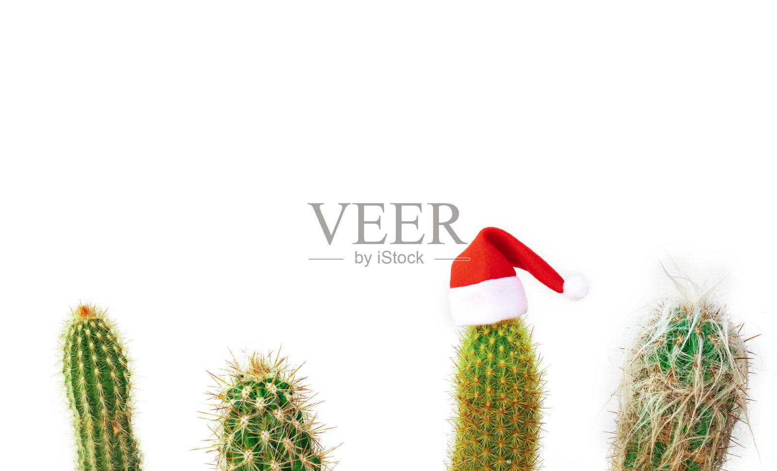 圣诞心情，新年快乐，圣诞老人的帽子，颜色红色。绿色植物仙人掌，有刺，在光背景上分离。空间的文本。照片摄影图片
