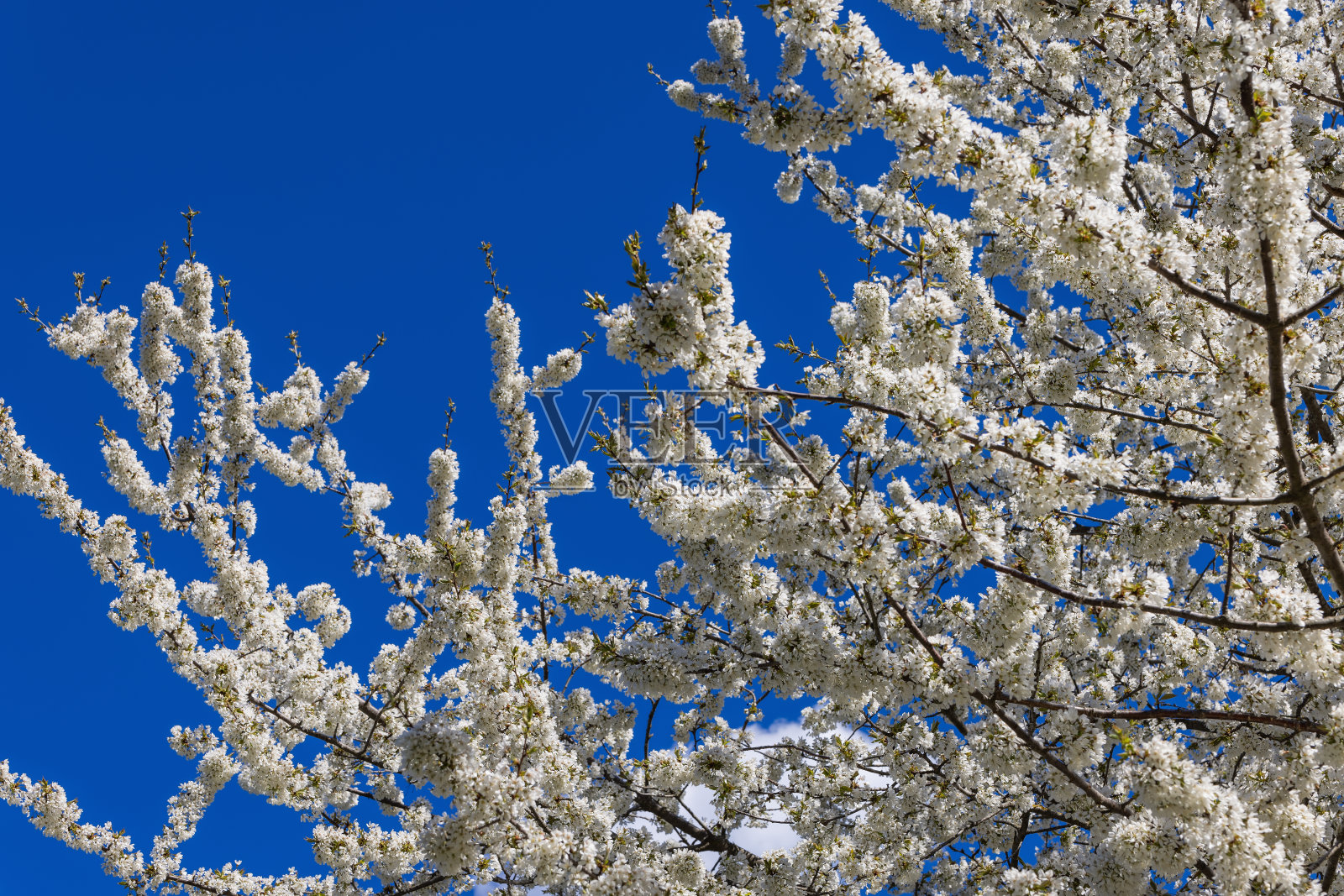 野生苹果树盛开，雪白的花朵映衬着明亮的蓝天照片摄影图片