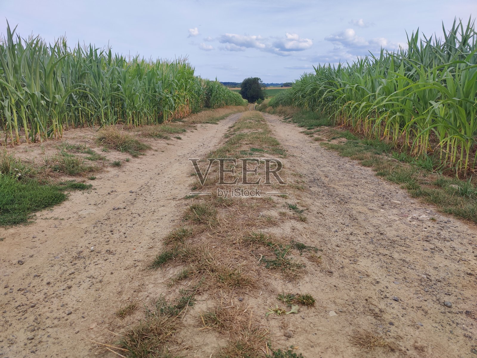 玉米路径照片摄影图片