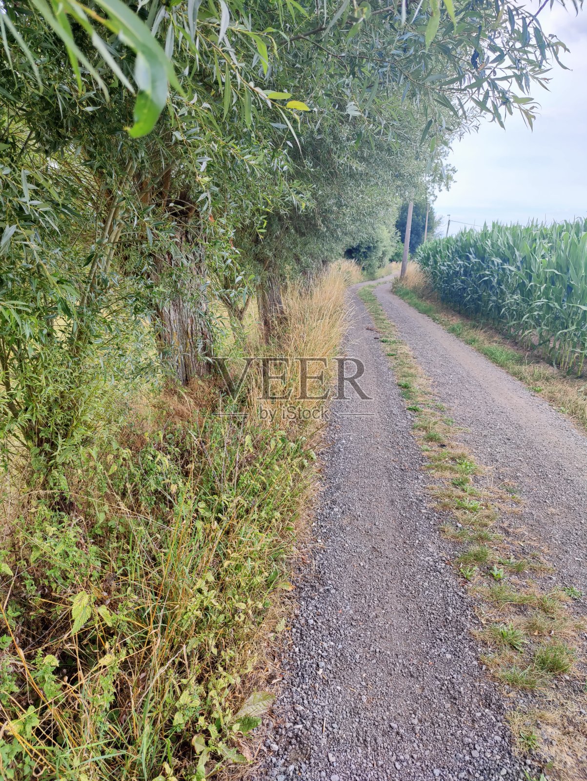 乡间的石径照片摄影图片