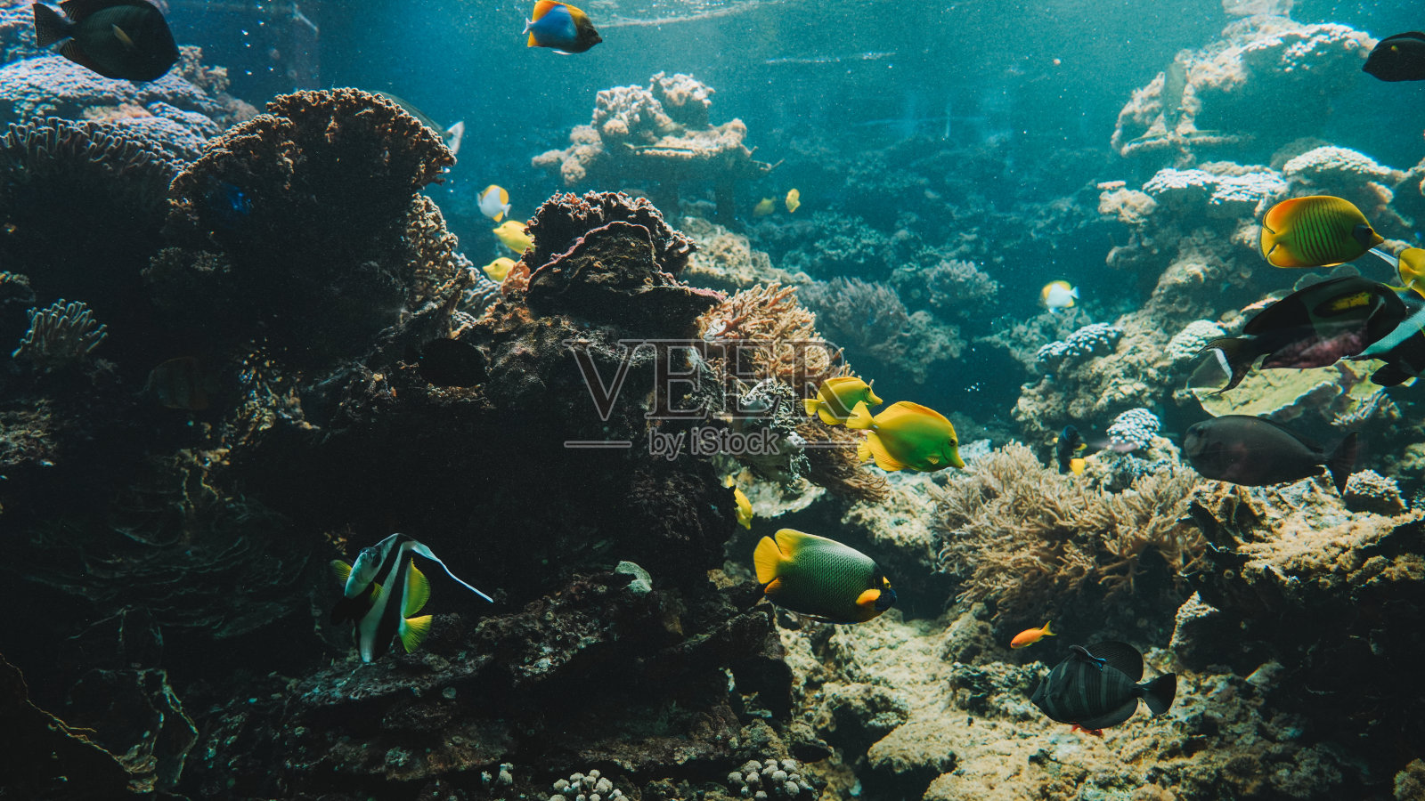 水下照片摄影图片