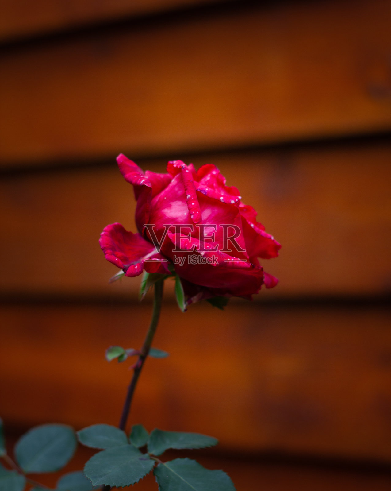 自然照片摄影图片