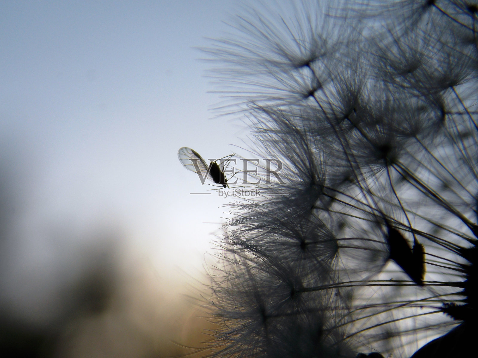 蒲公英种子和上面的小虫子照片摄影图片