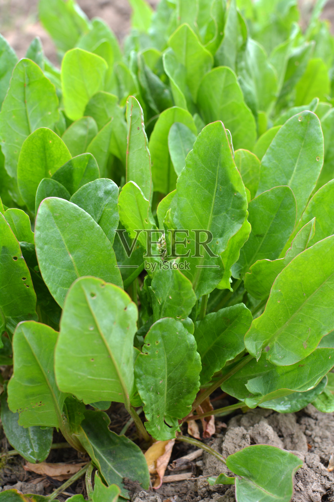 花园里的空地上长着酢浆草。照片摄影图片