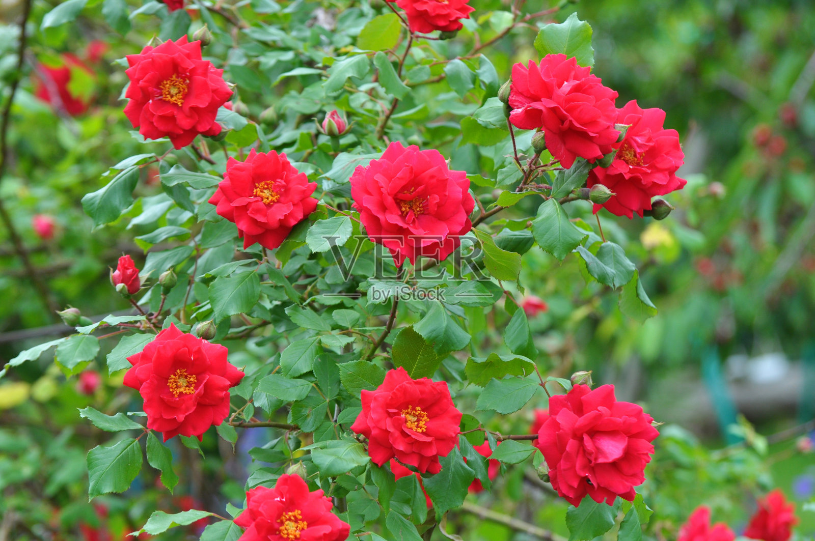 玫瑰在花园里开花。照片摄影图片