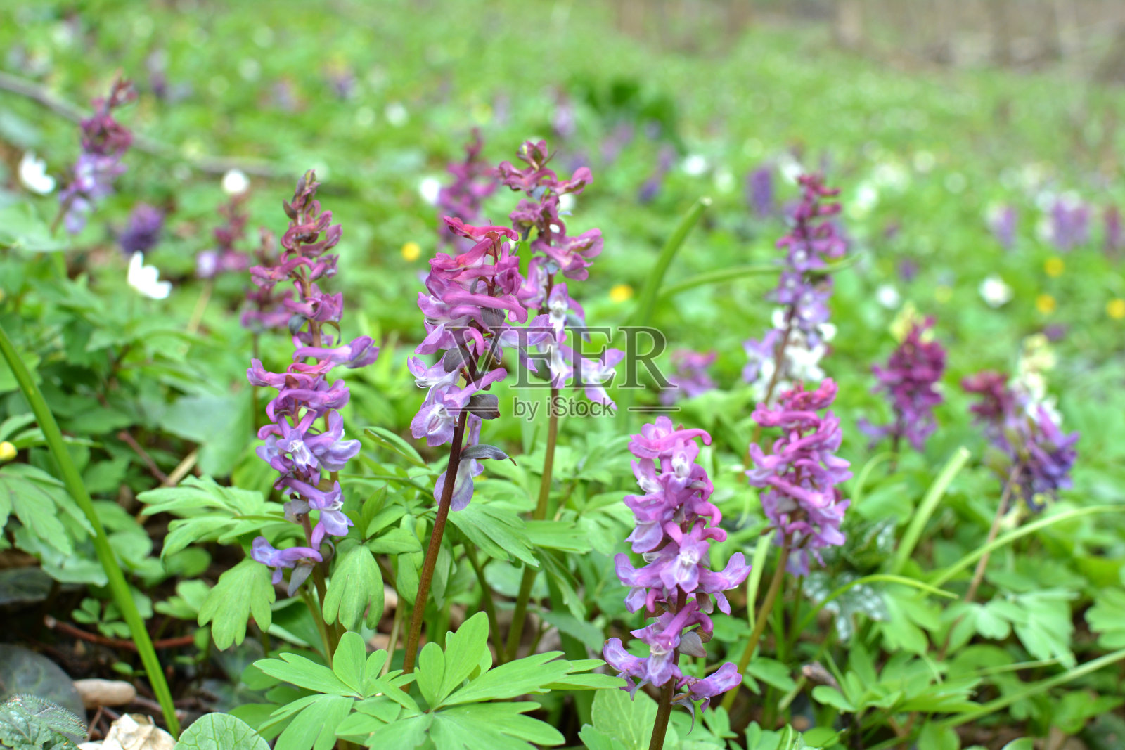 春天，延胡索在森林里开花照片摄影图片