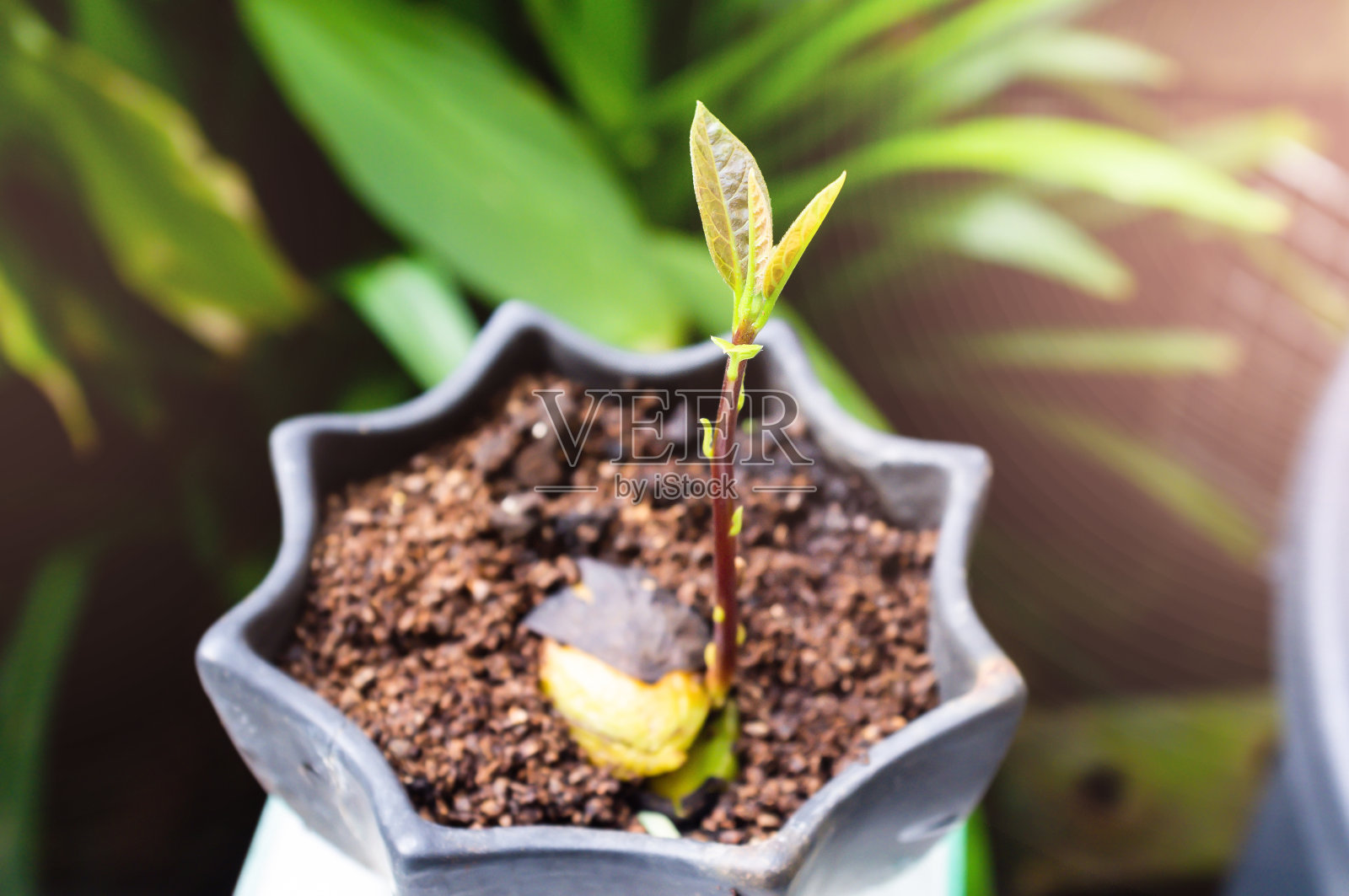 牛油果从种子发芽照片摄影图片