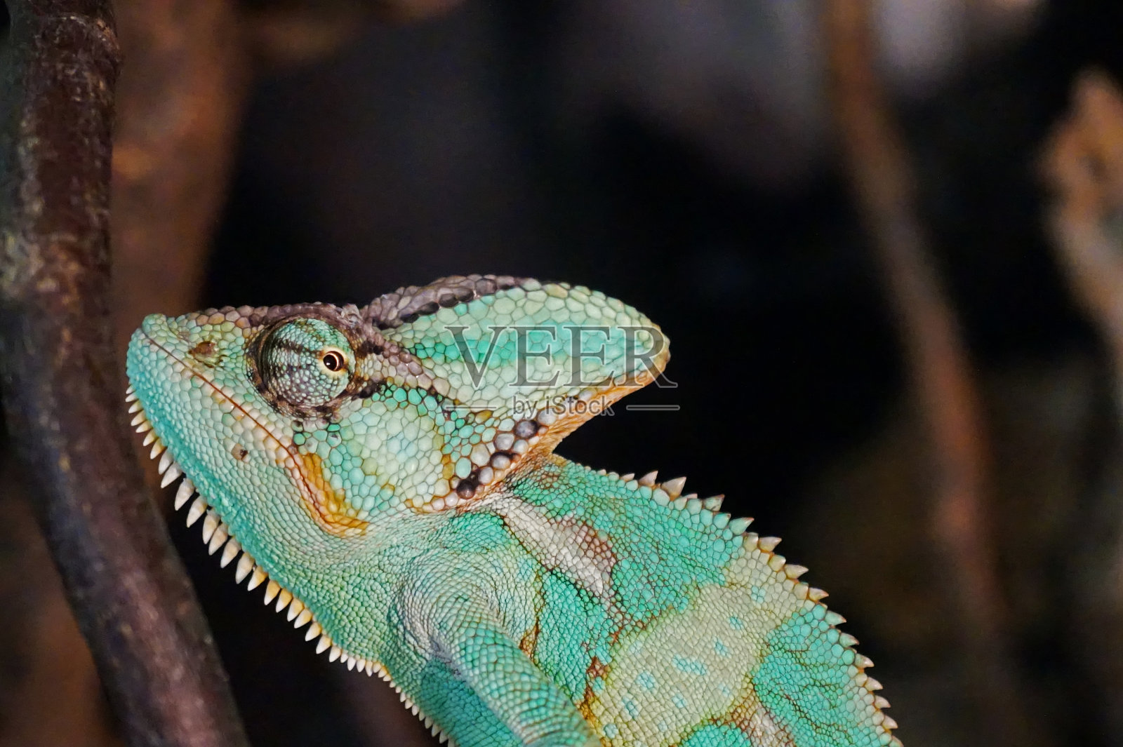 变色龙照片摄影图片