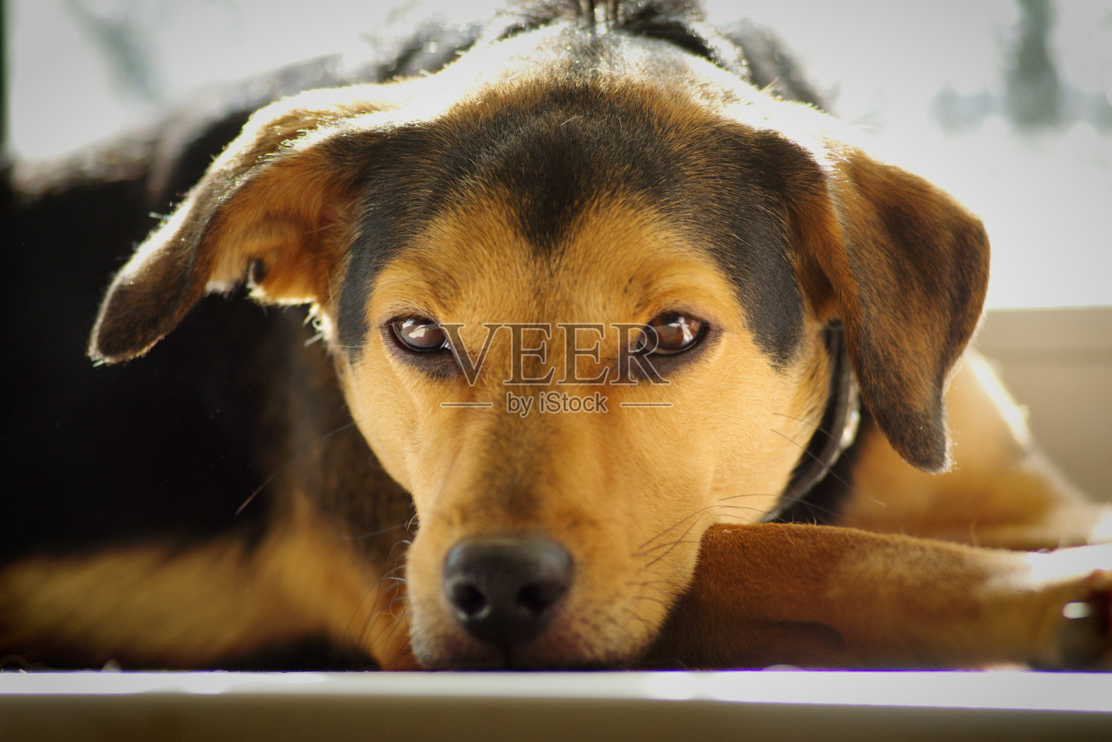 一只立陶宛猎犬品种的狗躺在窗台上，神情若有所思照片摄影图片