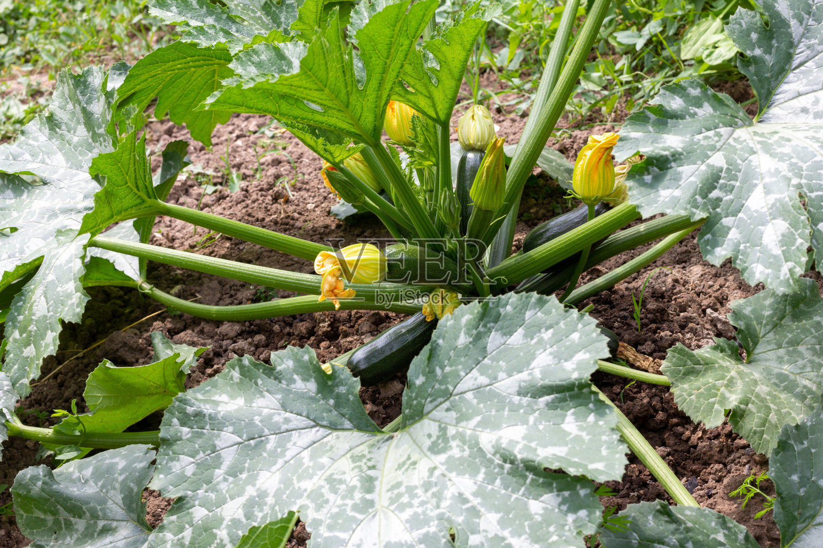 一个大的绿色西葫芦灌木在一个菜园的特写照片摄影图片