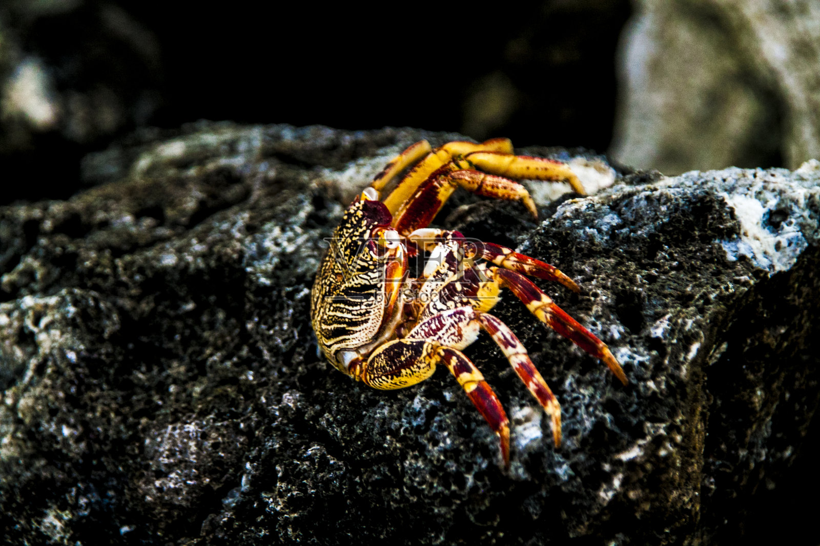 死colouful蟹照片摄影图片