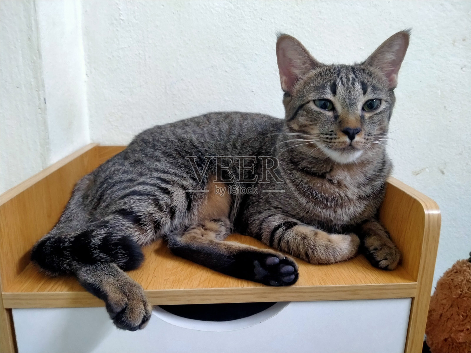 猫。照片摄影图片