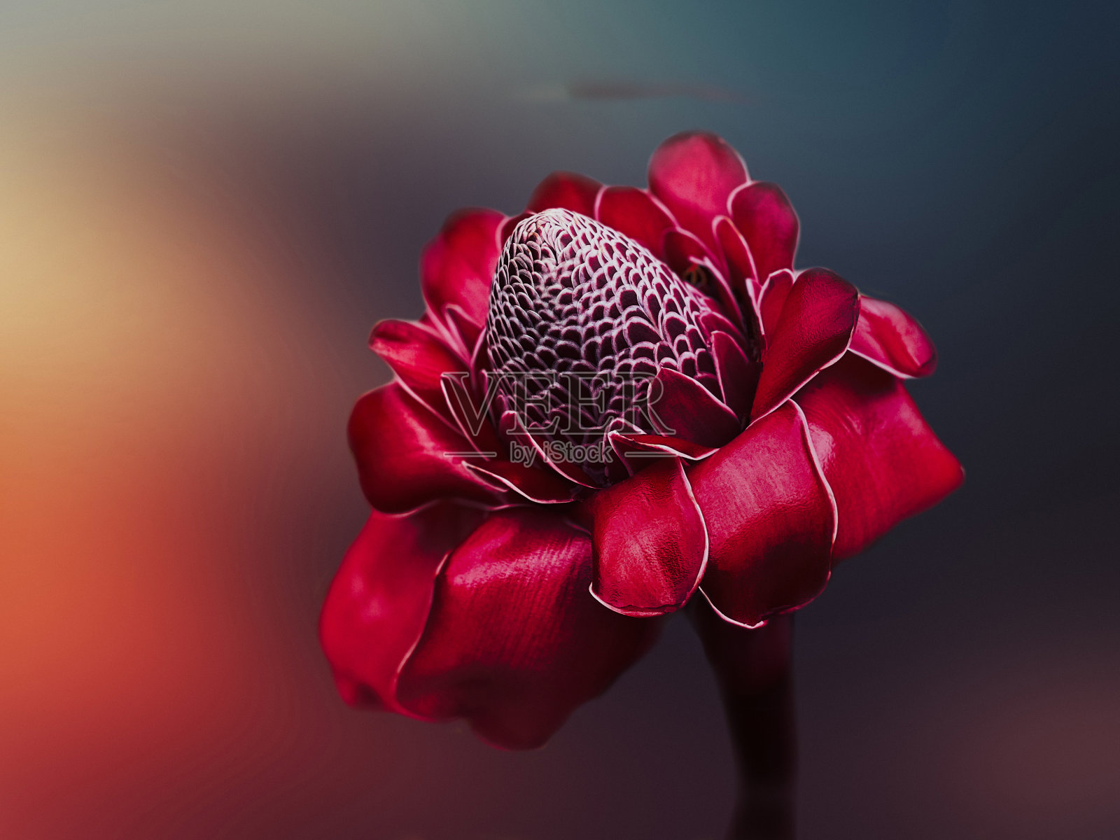 一朵红姜花照片摄影图片