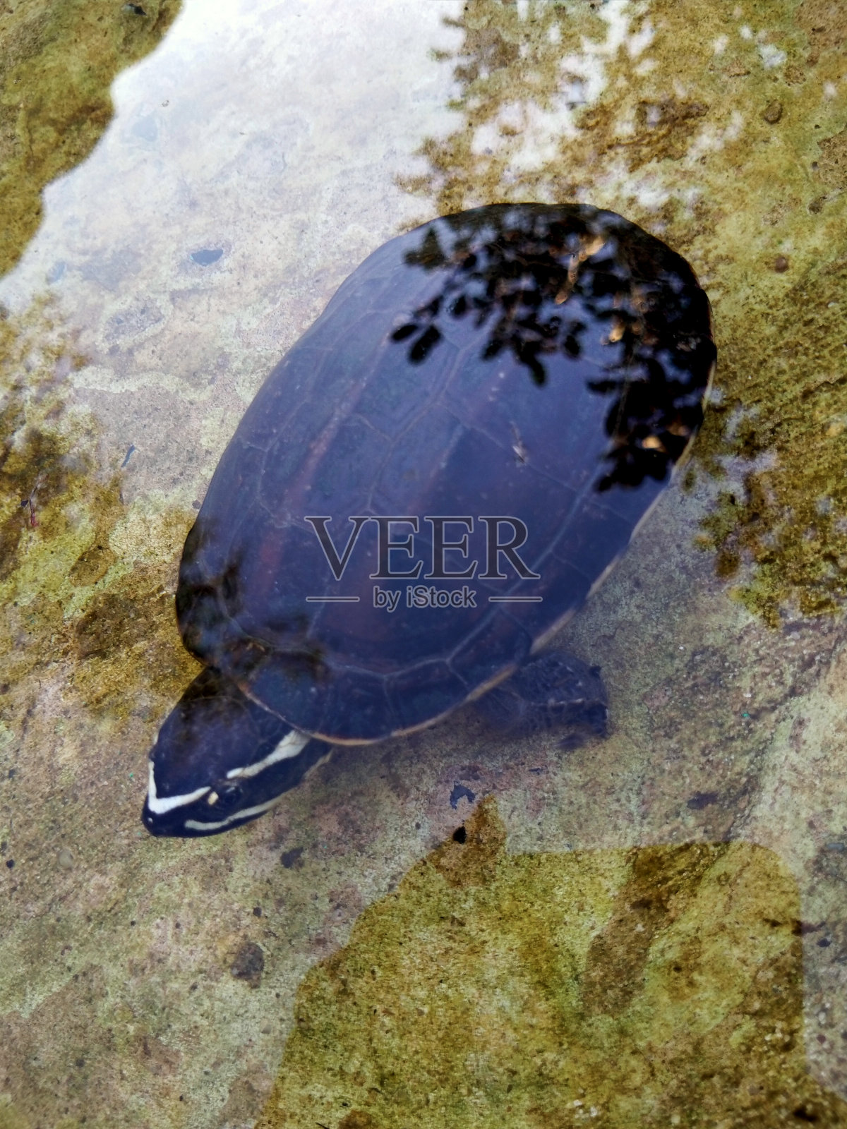 海龟。照片摄影图片