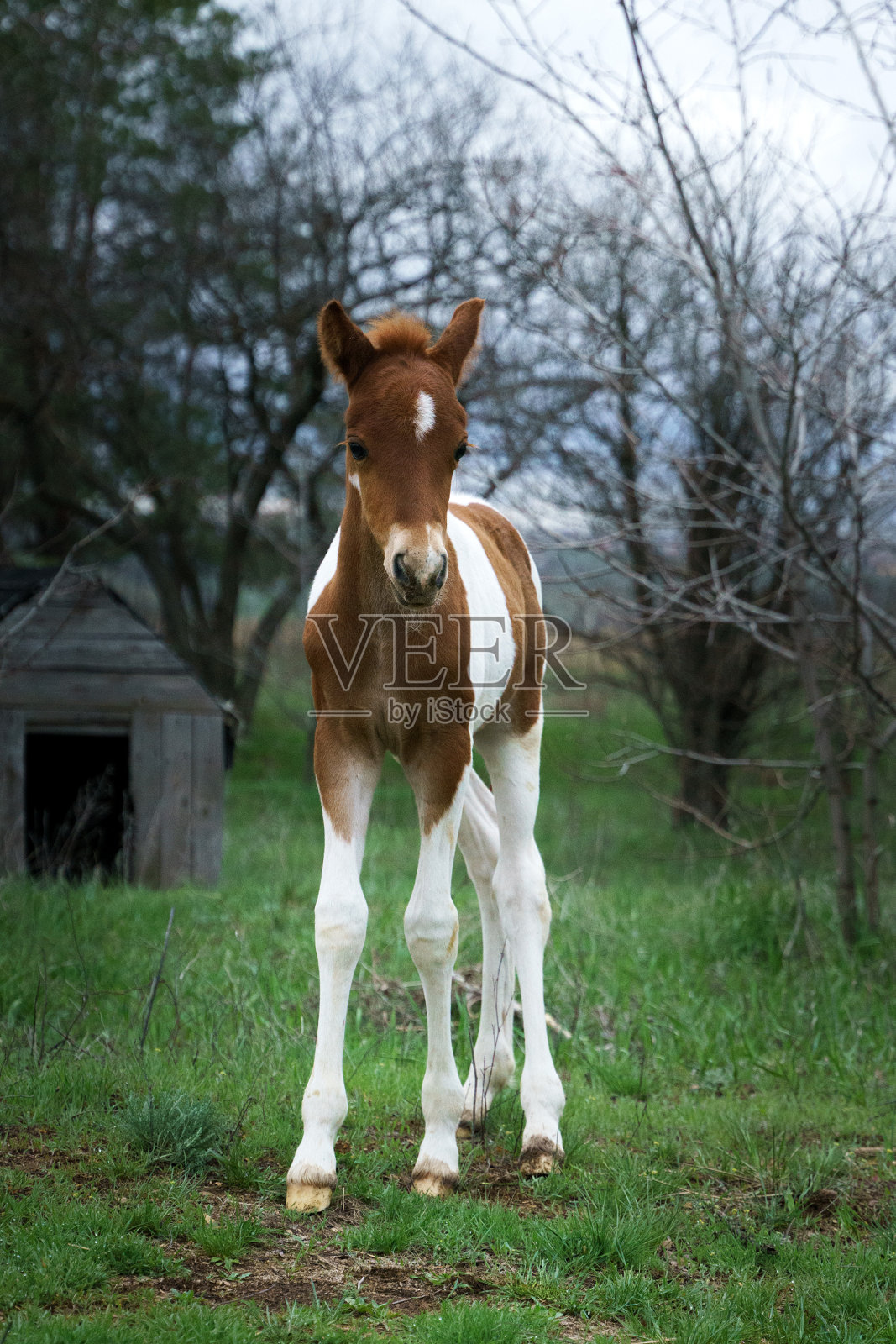 一只花斑小马驹在森林的草坪上吃草照片摄影图片