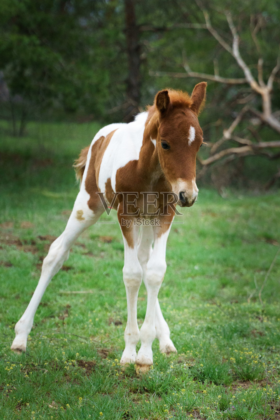 一只花斑小马驹在森林的草坪上吃草照片摄影图片