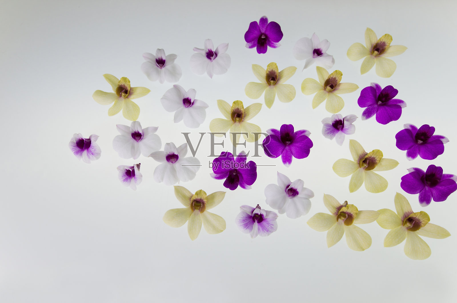 美丽的兰花，五彩缤纷的花朵在白色的空间。照片摄影图片