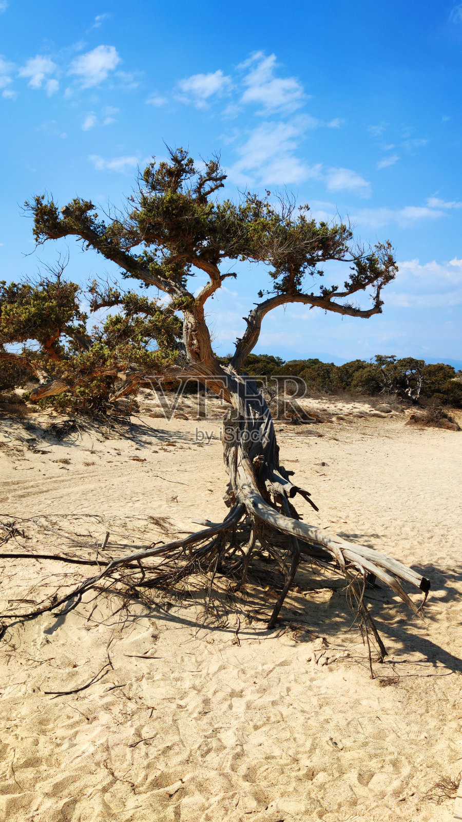 美丽的风景，独树和蓝天照片摄影图片
