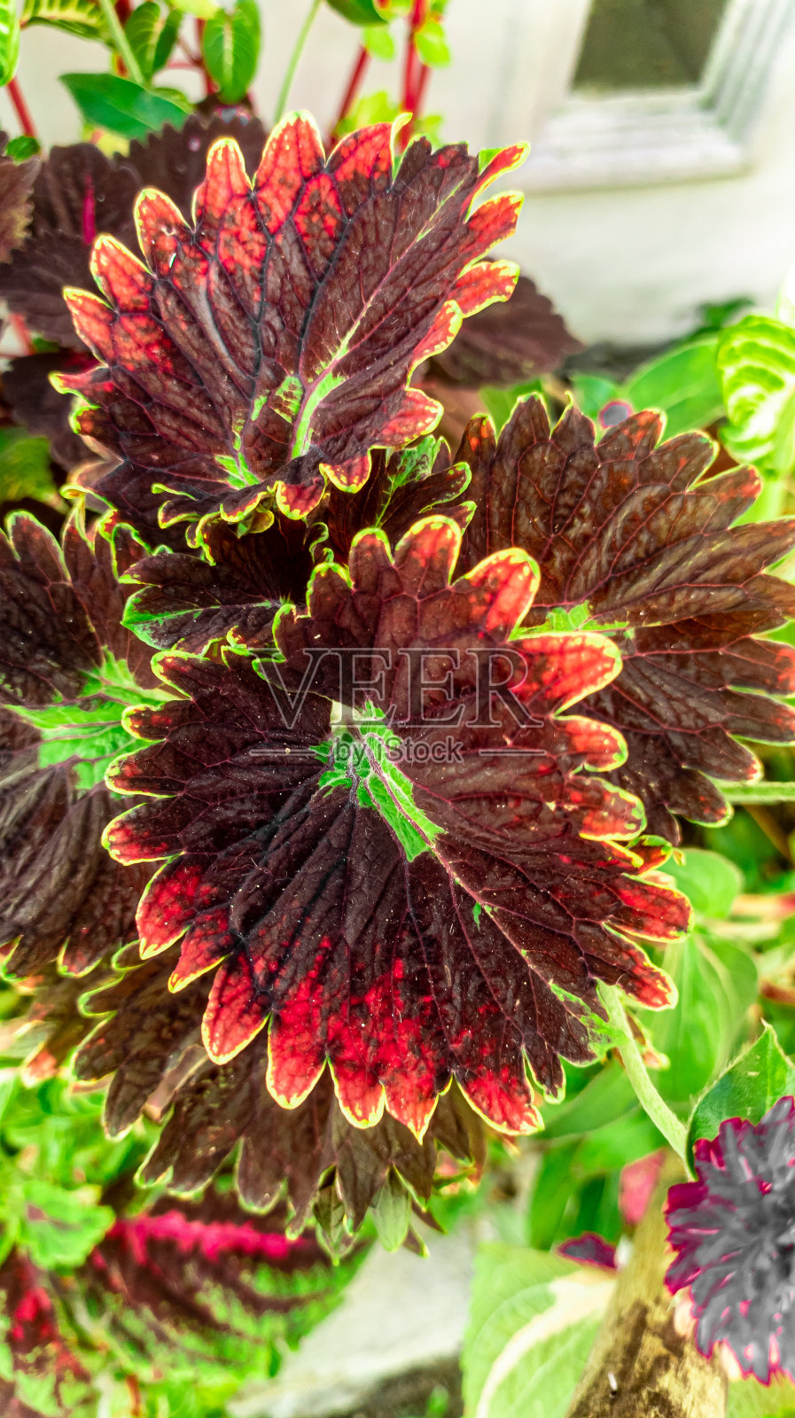 锦紫苏照片摄影图片