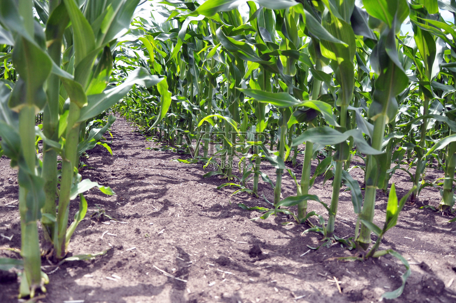 田里的谷物成熟了照片摄影图片