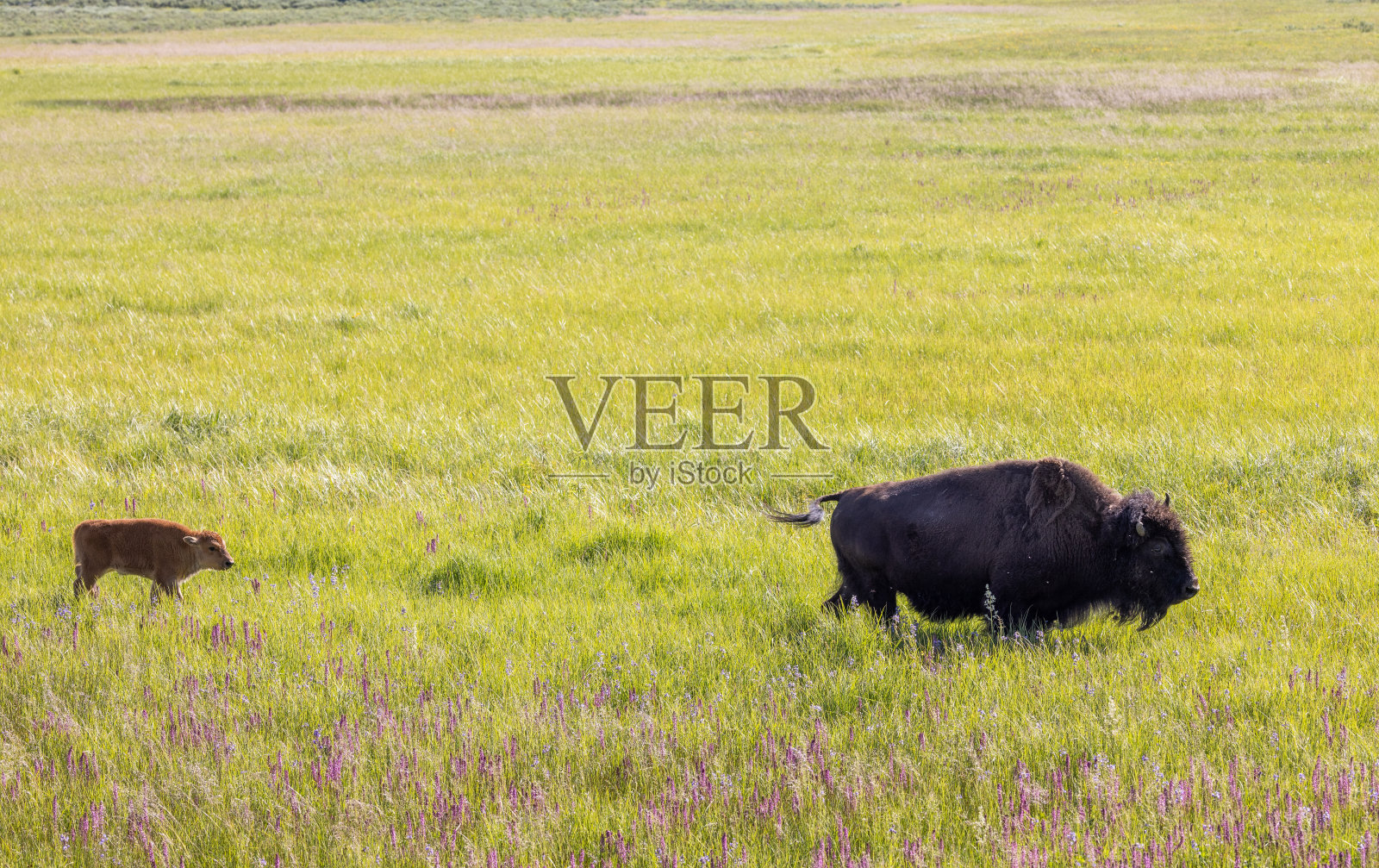 夏天黄石公园的野牛、母牛和小牛照片摄影图片