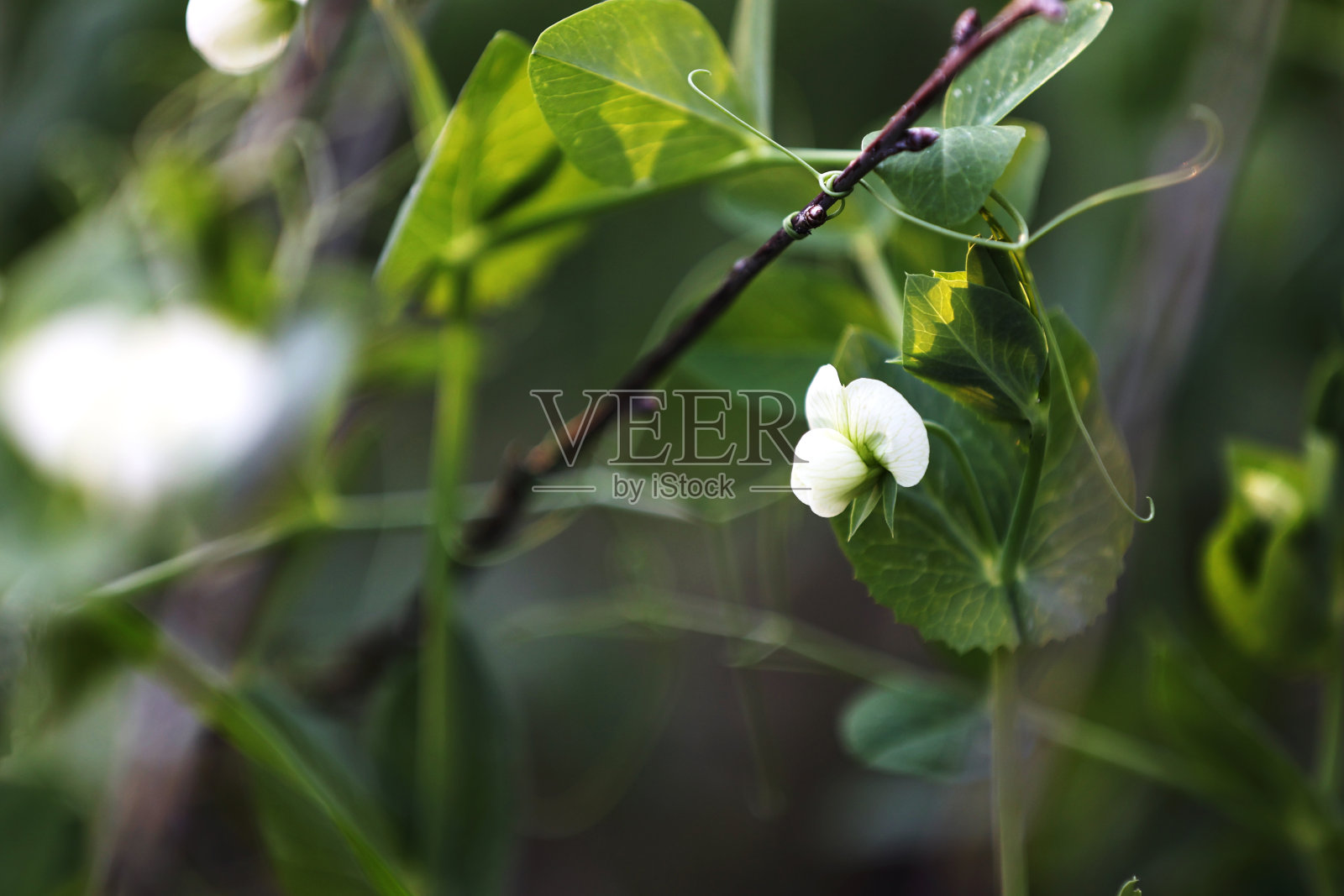 花园里开花的豌豆、豌豆、在花园里。豌豆植物开花。关闭了。照片摄影图片