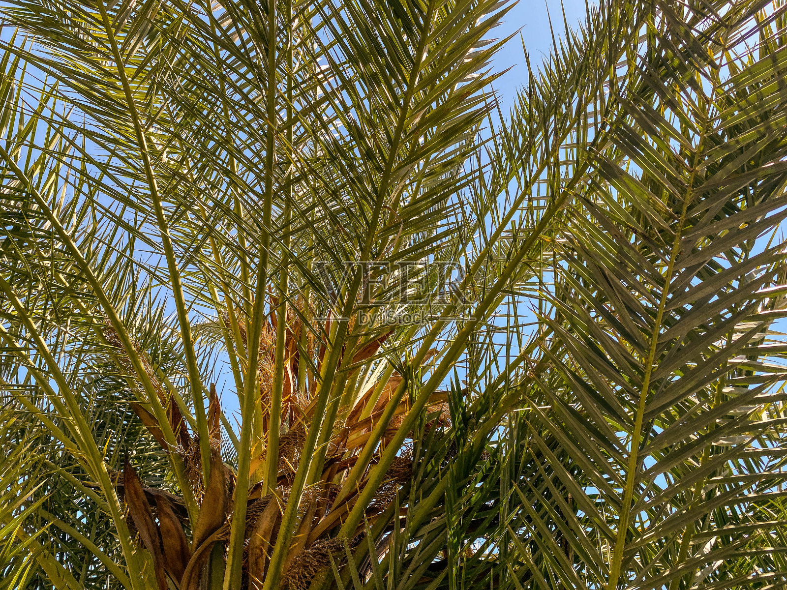 绿色的，可爱的橡树叶。树上的小绿叶。热带国家的外来植物。叶脉，自然，绿叶。大的毛茸茸的分支照片摄影图片