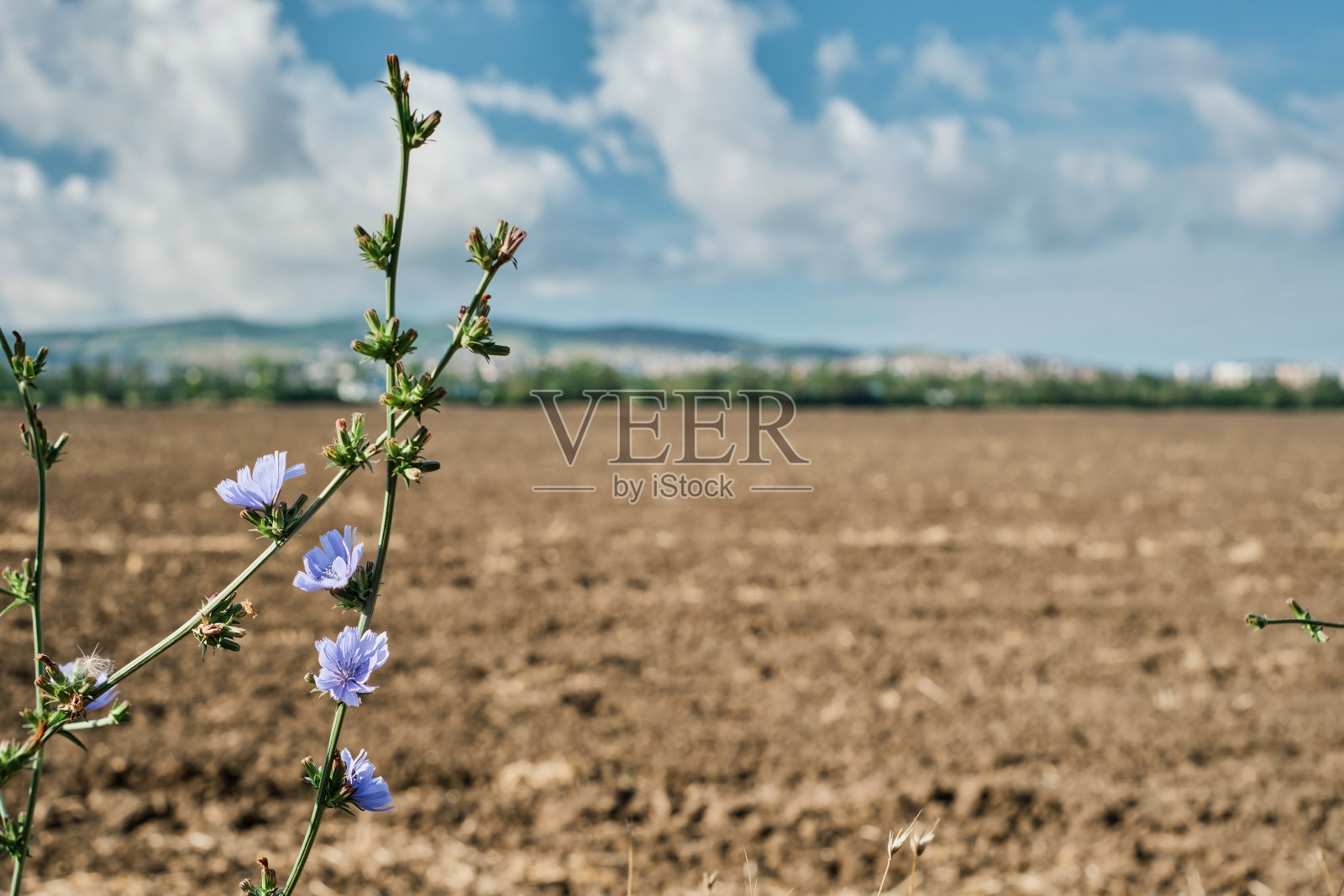 模糊的背景耕地上的农场与蓝天与云。选择性集中于菊苣花。关于农场发展问题的背景或壁纸的想法。照片摄影图片