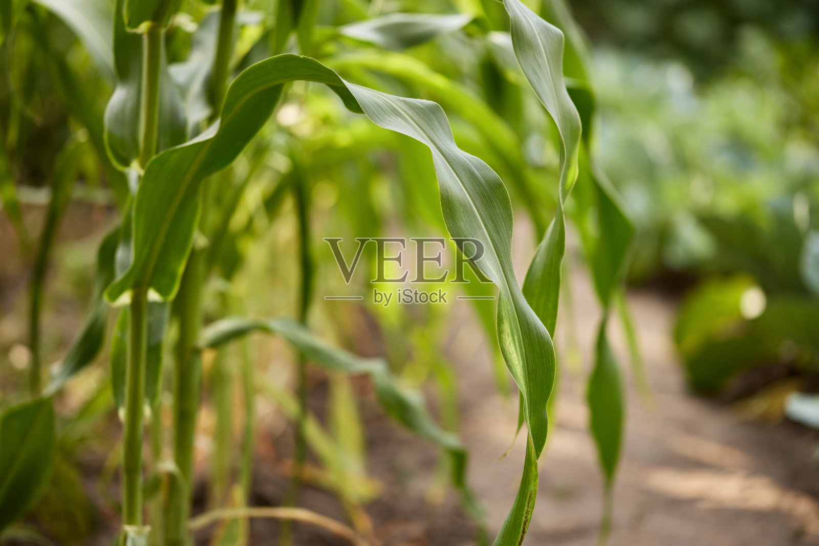 阳光明媚的玉米田照片摄影图片