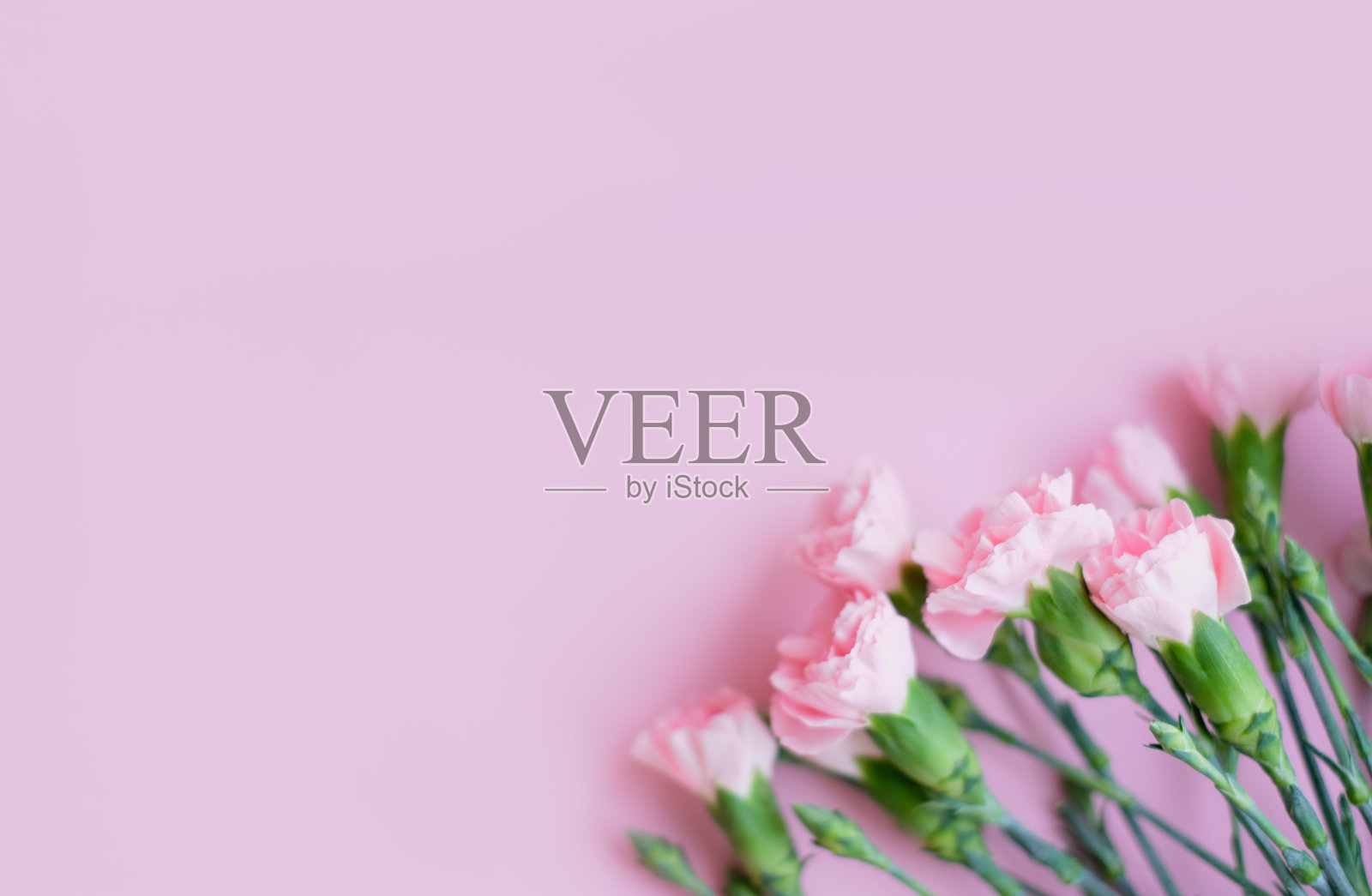 花组成。粉红色的花在柔软的粉红色背景。春、夏的概念。平铺，俯视图，拷贝空间。照片摄影图片