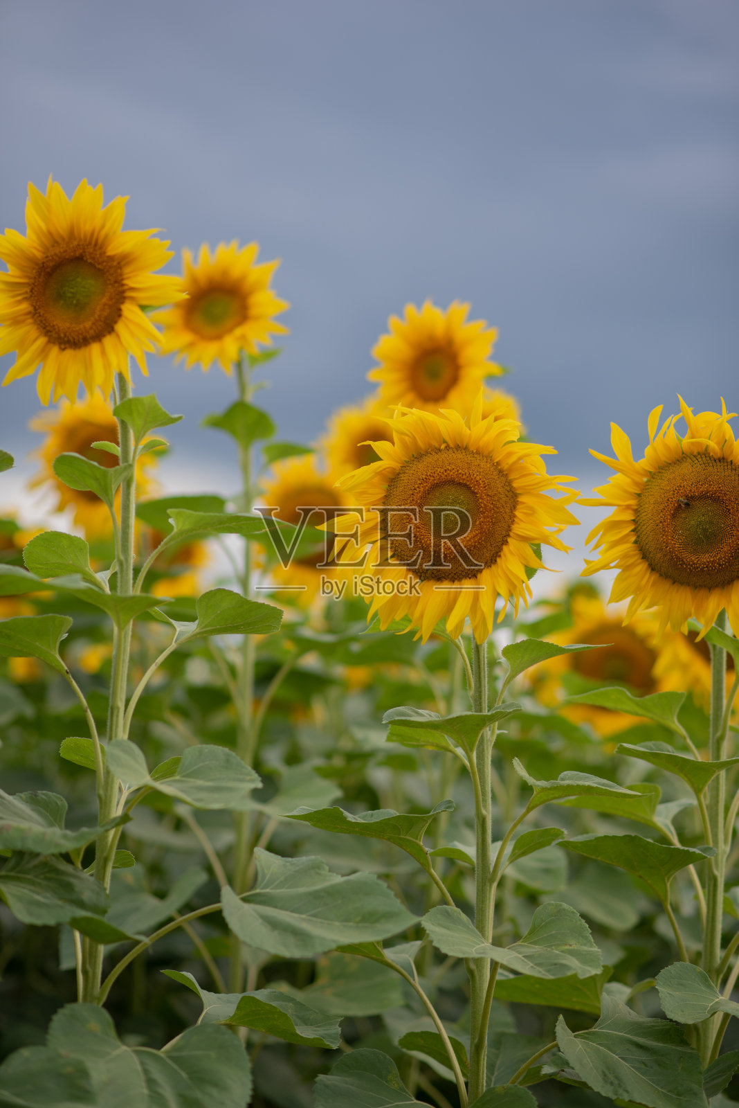长满黄色向日葵的田野照片摄影图片