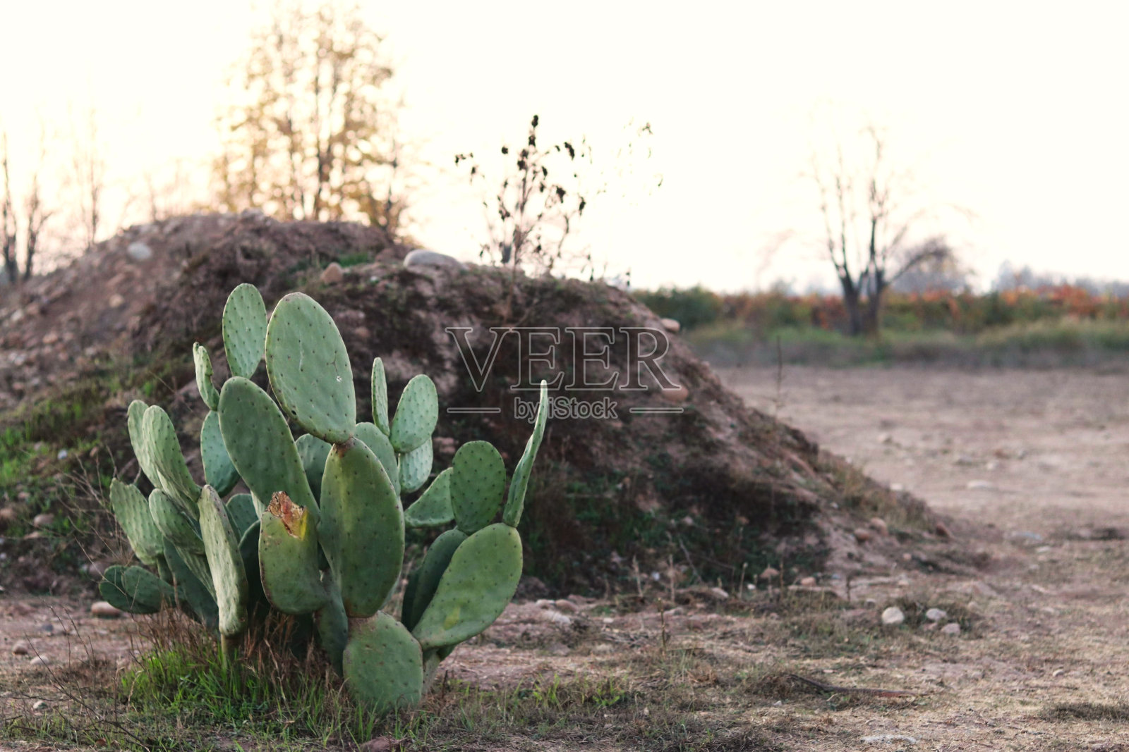 智利的仙人掌照片摄影图片